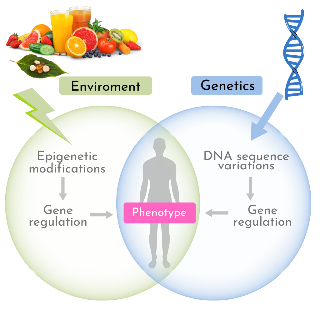 A diagram showing how environment and genetics affect your phenotype